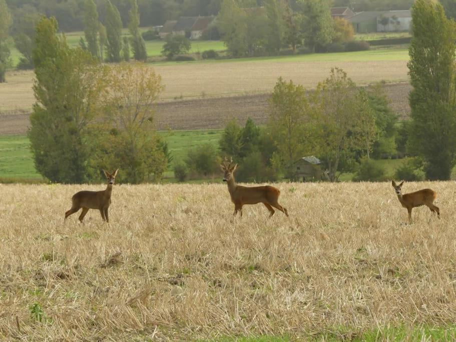 Maison De Bourg Paisible Parcay-sur-Vienne 外观 照片